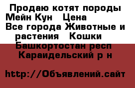 Продаю котят породы Мейн Кун › Цена ­ 12 000 - Все города Животные и растения » Кошки   . Башкортостан респ.,Караидельский р-н